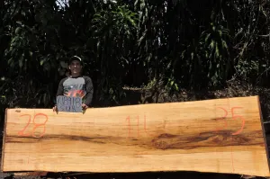 Dragon Wood/Sura 116x32x2.5 Slab (K18918SUR)